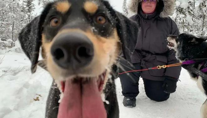 最新格力犬贴吧，共舞自然，心灵平静之旅