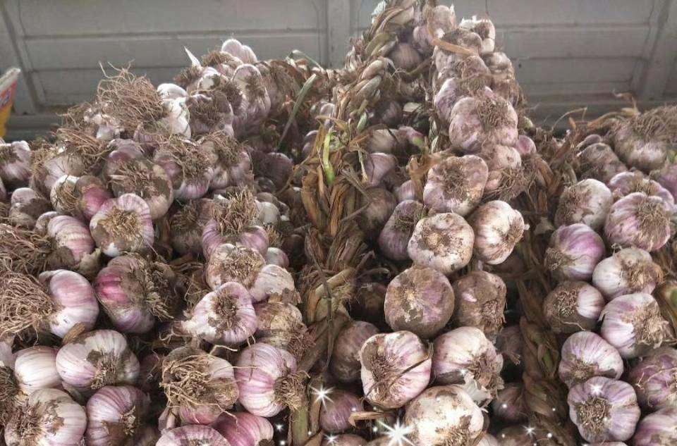 革新大蒜处理流程，最新大蒜脱皮机提升工作效率亮相！