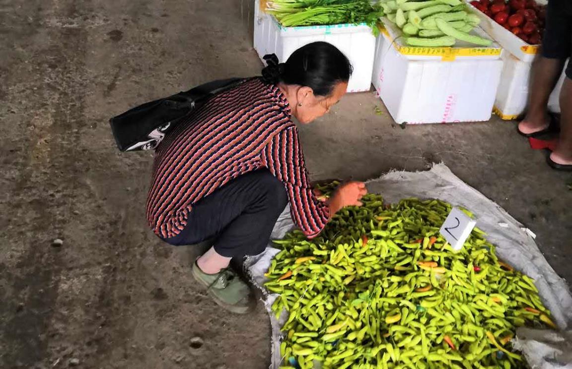 香菜最新价格与市场走势解析，深度阐述市场观点