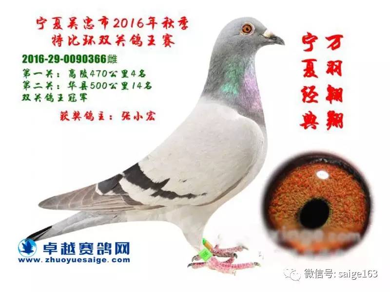 吴忠信鸽协会公告，科技引领未来，全新升级信鸽智能产品体验之旅