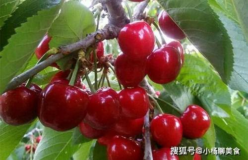 关于樱桃视频下载最新版的实用指南及功能特点介绍与注意事项提醒