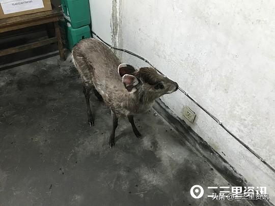 电影资讯平台，爱的传递与陪伴的温馨夜晚日常