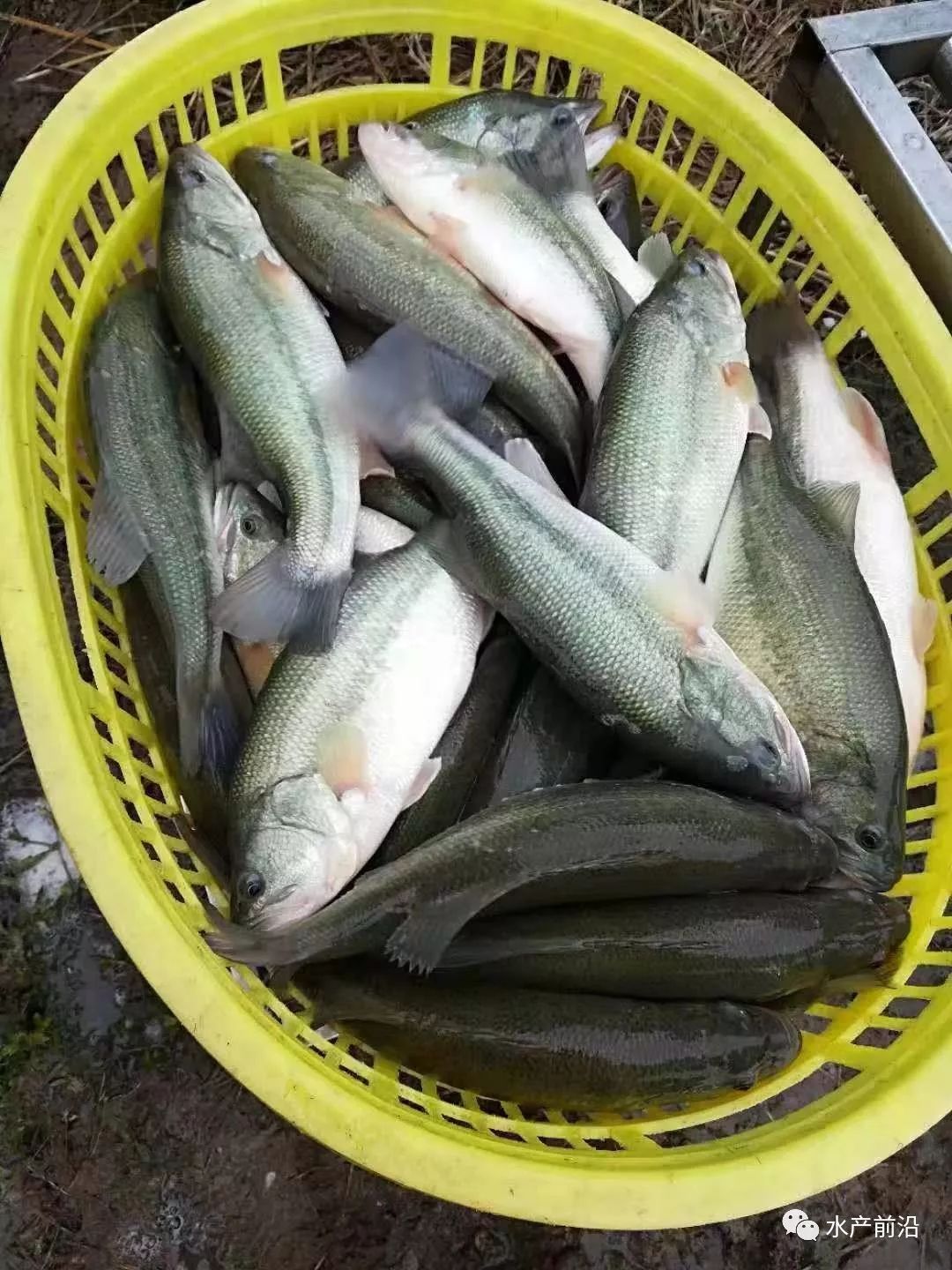 加州鲈最新价格，高科技产品介绍与生活的完美融合