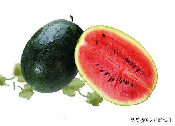 西瓜最新品种及其种植指南