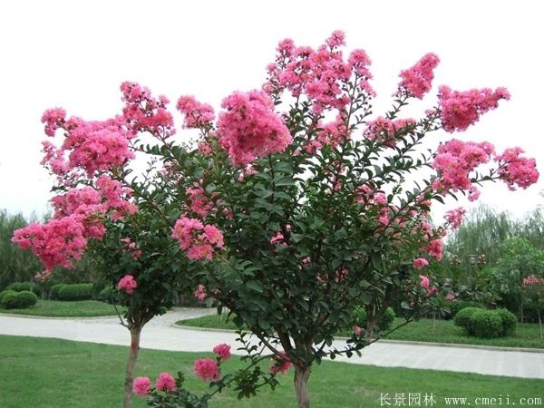 速生紫薇最新价格探讨与分析