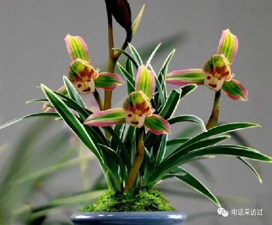 2016鹤庆兰花最新价格,2016鹤庆兰花最新价格，变化中的价值，学习带来的自信与成就感