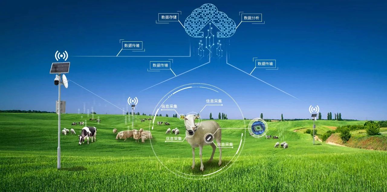 恩泽牧最新动态，开启现代畜牧业新篇章的探索之旅